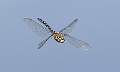 Migrant Hawker in Flight_Roger Hance